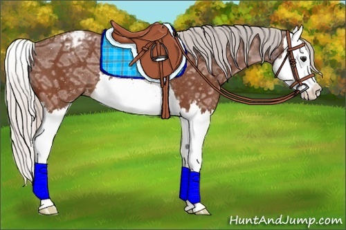 Horse Color:Silver Bay Ice Splash Varnish Rabicano