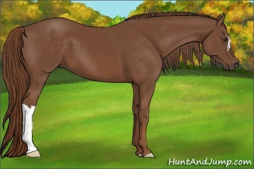 Horse Color:Chestnut 