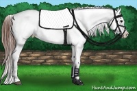 Horse Color:Brown Appaloosa 