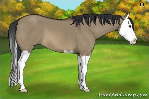 Horse Color:Brown Dun Splash