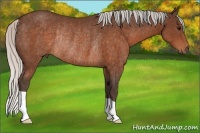 Horse Color:Silver Brown Rabicano 