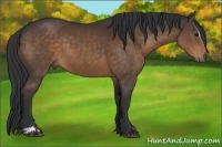 Horse Color:Bay Sabino 