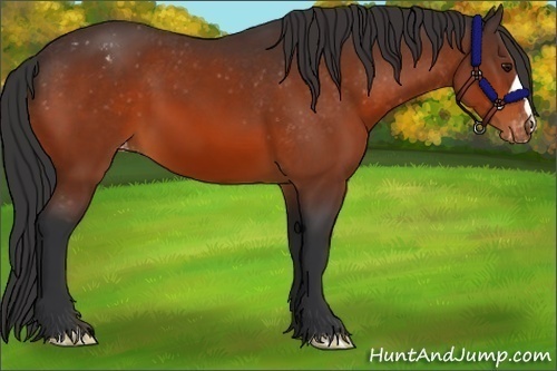 Horse Color:Bay Appaloosa 