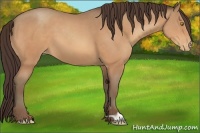 Horse Color:Amber Champagne Appaloosa