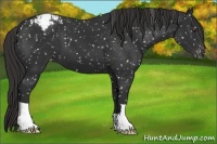 Horse Color:Liver Chestnut Appaloosa