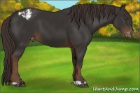 Horse Color:Liver Chestnut Appaloosa