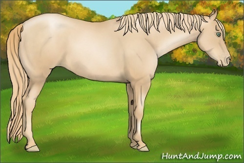 Horse Color:Gold Champagne Pearl 