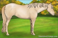 Horse Color:Gold Champagne Pearl 