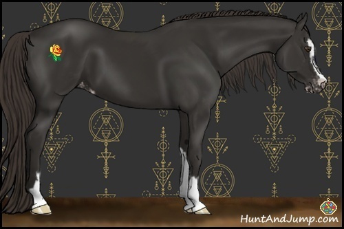 Horse Color:Liver Chestnut Sabino Appaloosa