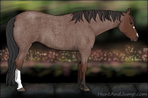 Horse Color:Bay Roan 