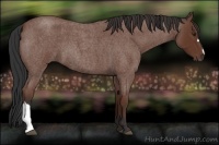 Horse Color:Bay Roan 