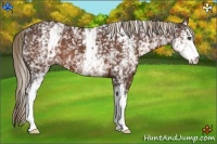 Horse Color:White Spotted Liver Chestnut
