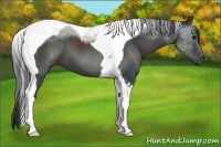 Horse Color:Black Sabino Tobiano