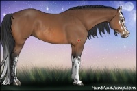 Horse Color:Bay  and Bay Splash 