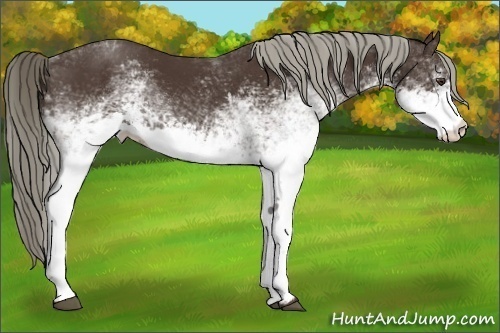 Horse Color:White Spotted Liver Chestnut 