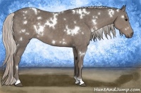 Horse Color:White Spotted Silver Black 