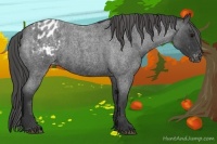 Horse Color:Blue Roan Varnish 