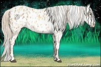 Horse Color:Palomino Appaloosa  and Palomino Appaloosa 