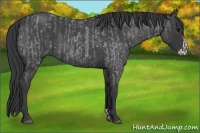 Horse Color:Blue Roan  and Blue Roan Splash 