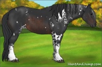 Horse Color:White Spotted Brown 