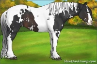 Horse Color:White Spotted Brown Splash Tobiano 