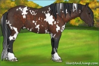 Horse Color:White Spotted Brown 