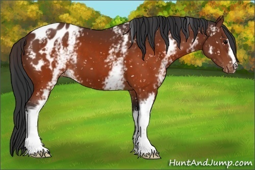Horse Color:White Spotted Brown Appaloosa