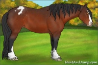 Horse Color:Brown Sabino Appaloosa