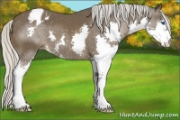 Horse Color:Silver Brown Splash Varnish 