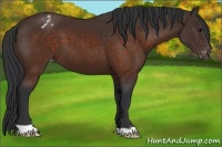 Horse Color:Brown Appaloosa 