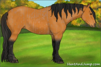Horse Color:Buckskin and Gray Buckskin