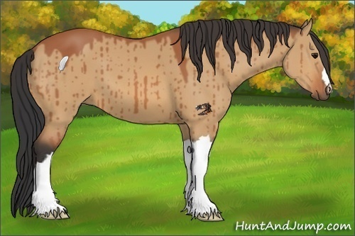 Horse Color:Bay Dun 