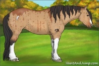 Horse Color:Bay Dun