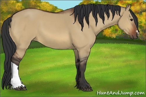 Horse Color:Bay Dun 