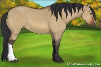 Horse Color:Bay Dun 