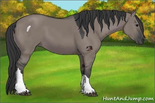 Horse Color:Grullo