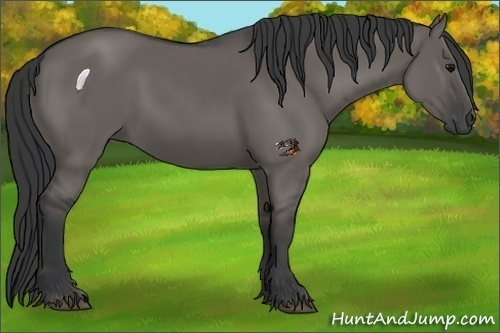 Horse Color:Grullo 