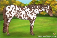 Horse Color:Chestnut Appaloosa 