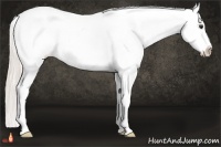 Horse Color:Silver Bay Tobiano Near Leopard