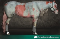 Horse Color:Silver Bay Ice Dun Brindle  and Silver Amber Champagne Ice Dun Brindle 
