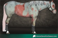 Horse Color:Silver Bay Ice Dun Brindle and Silver Amber Champagne Ice Dun Brindle