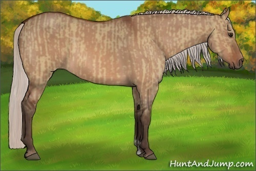 Horse Color:Silver Bay Dun  and Silver Bay Dun 
