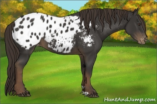 Horse Color:Liver Chestnut Appaloosa 