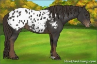 Horse Color:Liver Chestnut Appaloosa 