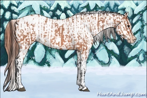 Horse Color:Bay Roan Appaloosa  and Bay Roan Appaloosa 