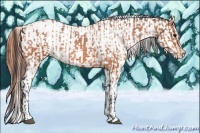 Horse Color:Bay Roan Appaloosa  and Bay Roan Appaloosa 