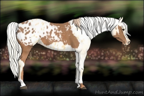 Horse Color:Chestnut Appaloosa  and Palomino Appaloosa 