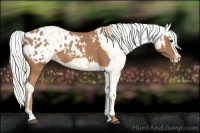 Horse Color:Chestnut Appaloosa  and Palomino Appaloosa 
