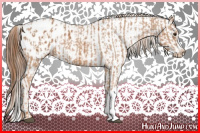Horse Color:Chestnut Appaloosa and Gray Chestnut Appaloosa