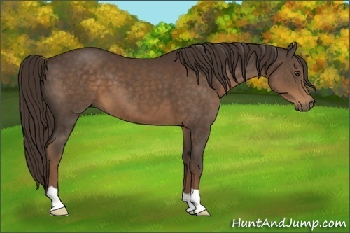 Horse Color:Liver Chestnut 